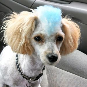 Meet your Posher, Brady